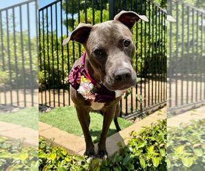 Jada - Female American Pit Bull Terrier-Unknown Mix Dog for Adoption - Photo #3