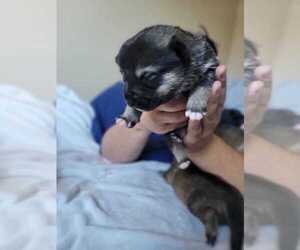 German Shepherd Dog-Siberian Husky Mix Puppy for sale in SPOKANE, WA, USA