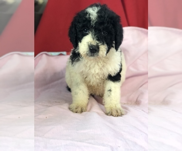 Medium Photo #3 Sheepadoodle Puppy For Sale in WAVERLY, IA, USA