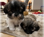 Small #1 Shih Tzu-Shih-Poo Mix