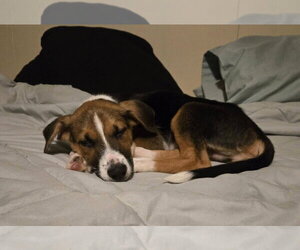 Beagle-Unknown Mix Dogs for adoption in MECHANICSBURG, PA, USA