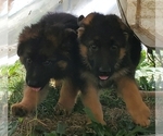 Small Photo #3 German Shepherd Dog Puppy For Sale in WHEELING, IL, USA
