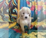 Small #1 Bernedoodle