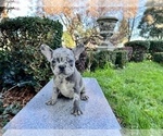 Small Photo #200 French Bulldog Puppy For Sale in HAYWARD, CA, USA