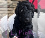 Small Photo #10 Goldendoodle Puppy For Sale in HICKORY, NC, USA