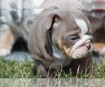 Small Photo #7 English Bulldog Puppy For Sale in HAGERSTOWN, MD, USA