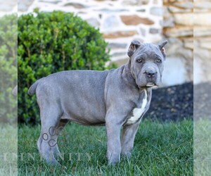 Cane Corso Puppy for sale in EAST EARL, PA, USA