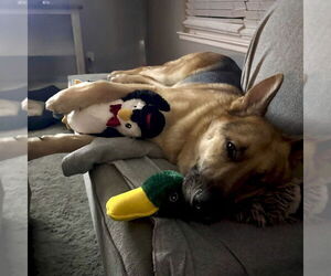 Henry - Male German Shepherd Dog Dog for Adoption - Photo #5