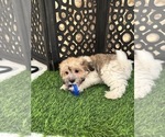 Buddy - Male Havanese Puppy for Sale - Photo #3