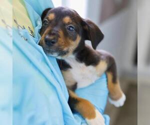 Bull Terrier-Unknown Mix Dogs for adoption in San Antonio, TX, USA