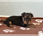Small #1 Yorkshire Terrier