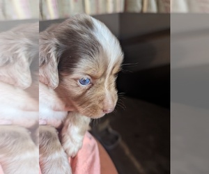 Miniature Australian Shepherd Puppy for sale in PRINCETON, NC, USA