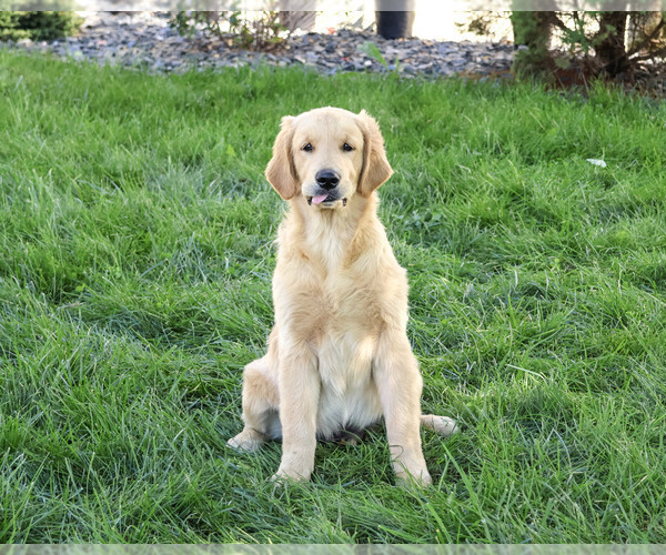 Medium Photo #6 Golden Retriever Puppy For Sale in SYRACUSE, IN, USA