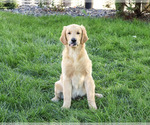 Georgie - Male Golden Retriever Puppy for Sale - Photo #6