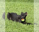 Small #20 Cane Corso