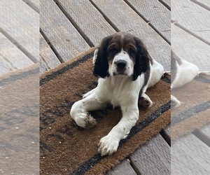 English Springer Spaniel Puppy for sale in VACAVILLE, CA, USA