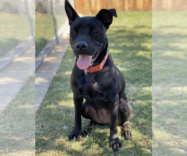 Medium Photo #4 Mutt Puppy For Sale in Euless, TX, USA