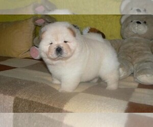 Chow Chow Puppy for sale in POWAY, CA, USA