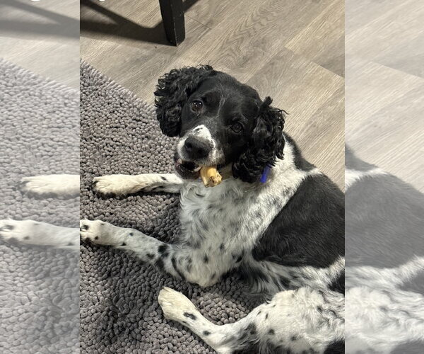 Medium Photo #2 - Mix Puppy For Sale in Curwensville, PA, USA