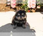 Small #2 Pomeranian
