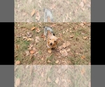 Small Photo #12 Yorkshire Terrier Puppy For Sale in MARIETTA, GA, USA