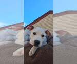 Small #1 Staffordshire Bull Terrier Mix