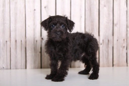 Medium Photo #1 Schnoodle (Miniature) Puppy For Sale in MOUNT VERNON, OH, USA