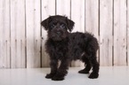 Small Photo #1 Schnoodle (Miniature) Puppy For Sale in MOUNT VERNON, OH, USA