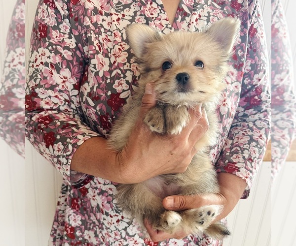 Medium Photo #1 Yoranian Puppy For Sale in EASTVALE, CA, USA