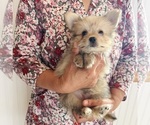 Image preview for Ad Listing. Nickname: Yorkipom M 1