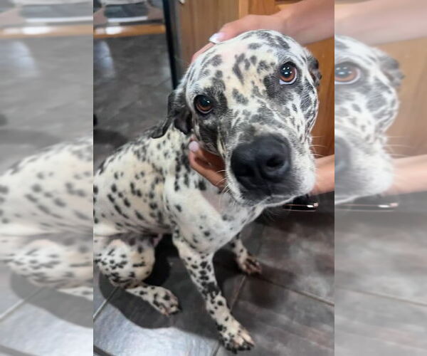 Medium Photo #2 Dalmatian-Unknown Mix Puppy For Sale in Rustburg, VA, USA