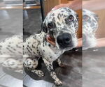 Small #1 Dalmatian Mix