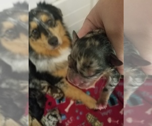 Mother of the Australian Shepherd puppies born on 10/22/2019
