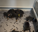Small #8 Doberman Pinscher