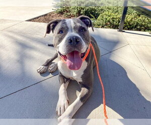 Mutt Dogs for adoption in Orange, CA, USA