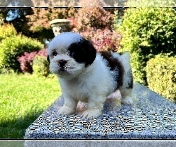 Medium Photo #19 Shih Tzu Puppy For Sale in HAYWARD, CA, USA