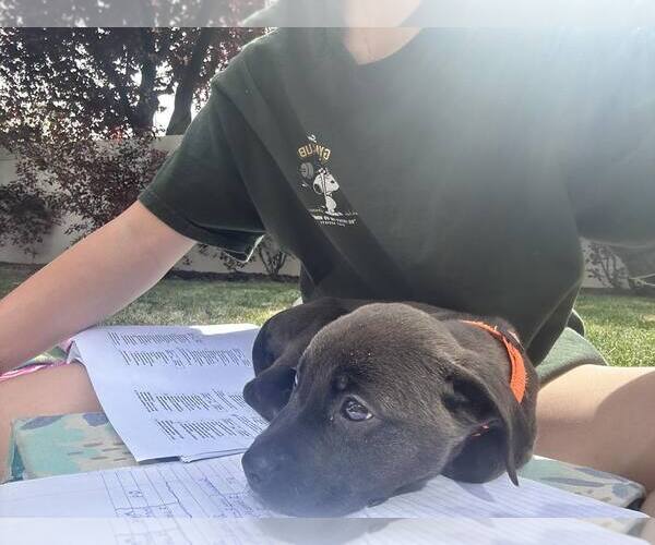 Medium Photo #3 Mutt Puppy For Sale in Sandy, UT, USA