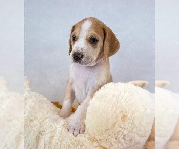 Medium Photo #3 Mutt Puppy For Sale in Kennesaw, GA, USA