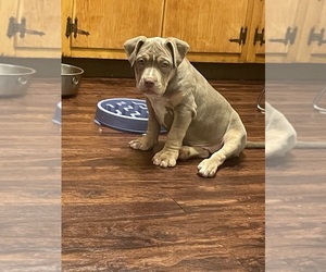 American Bully Litter for sale in GLASSPORT, PA, USA