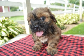 Shorkie Tzu Puppy for sale in HONEY BROOK, PA, USA