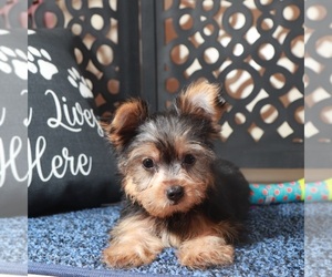Yorkshire Terrier Puppy for sale in MOUNT VERNON, OH, USA