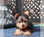 Image preview for Ad Listing. Nickname: Bluey Teacup