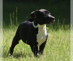 Small #2 Shepweiller