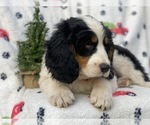 Small Photo #6 Bernese Mountain Dog Puppy For Sale in CEDAR LANE, PA, USA
