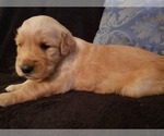 Small Photo #15 Golden Retriever Puppy For Sale in CLAREMORE, OK, USA