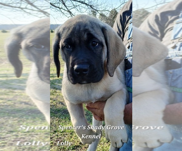 Medium Photo #2 Mastiff Puppy For Sale in CABOOL, MO, USA