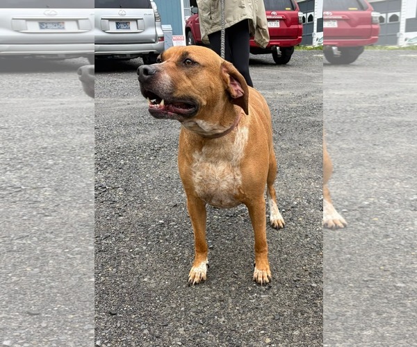 Medium Photo #1 Mutt Puppy For Sale in Hinton, WV, USA