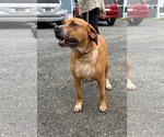 Small Mutt