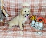 Small Photo #42 Golden Retriever Puppy For Sale in FALCON, CO, USA