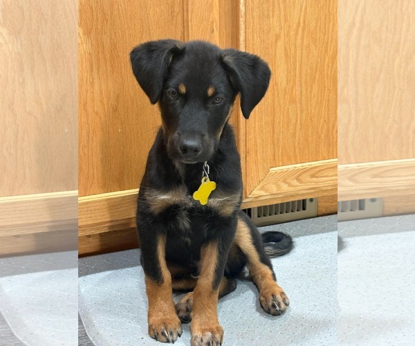 Medium Photo #1 Collie-Unknown Mix Puppy For Sale in Sandy, UT, USA
